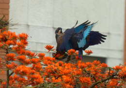 Image of Bronze-winged Parrot