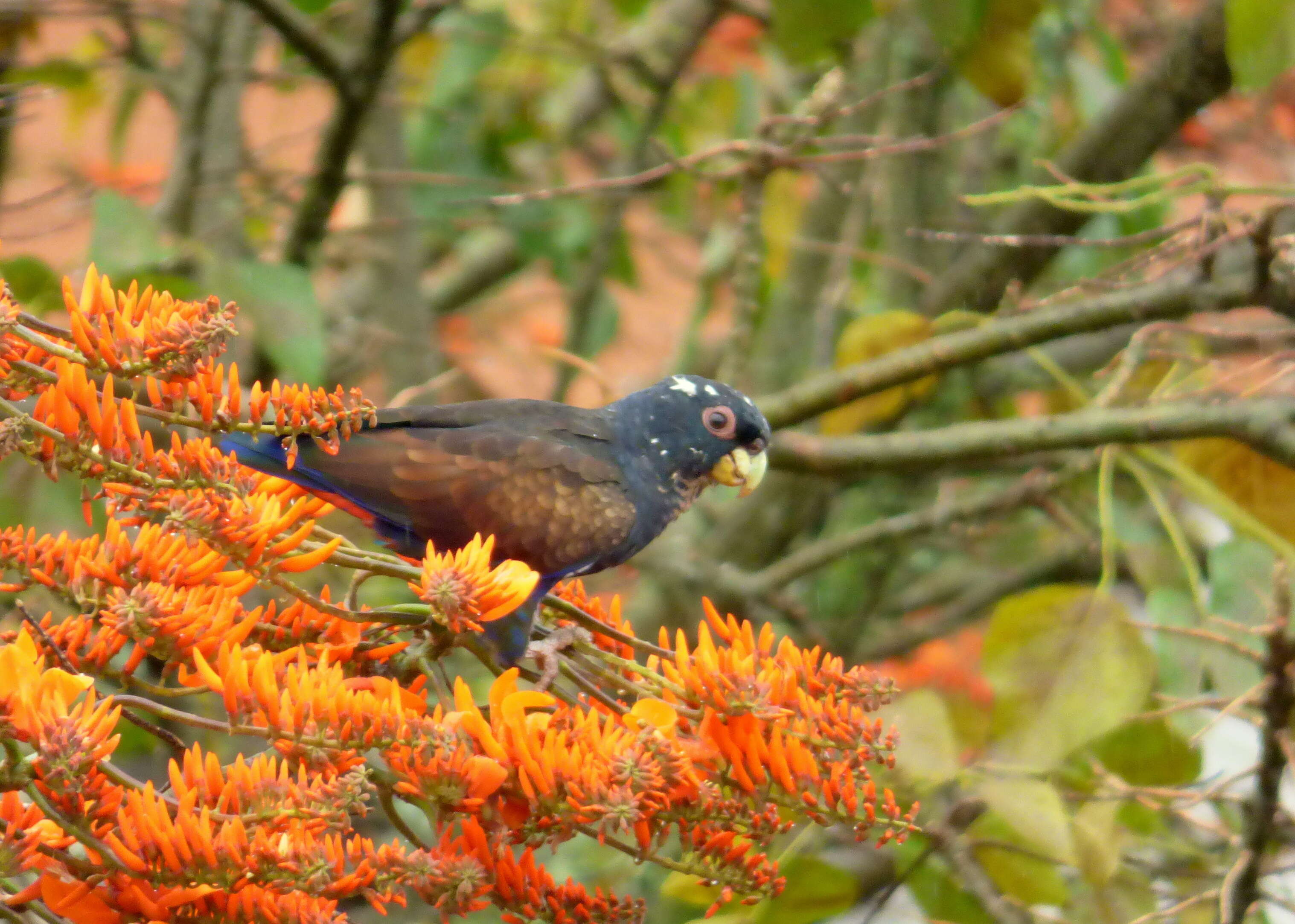 Image of Bronze-winged Parrot