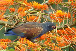 Image of Bronze-winged Parrot