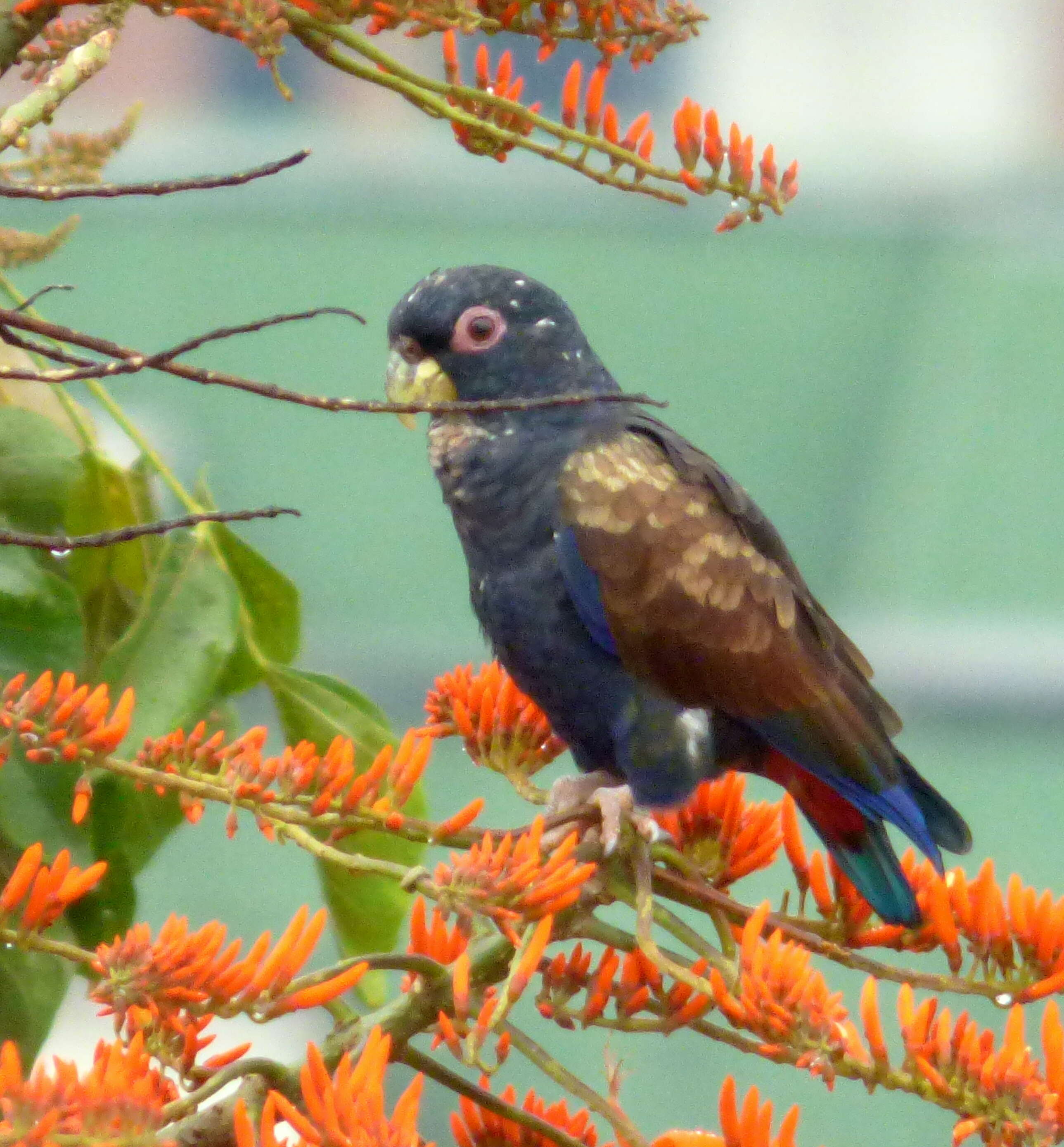 Image of Bronze-winged Parrot