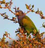 Image of Blue-headed Parrot