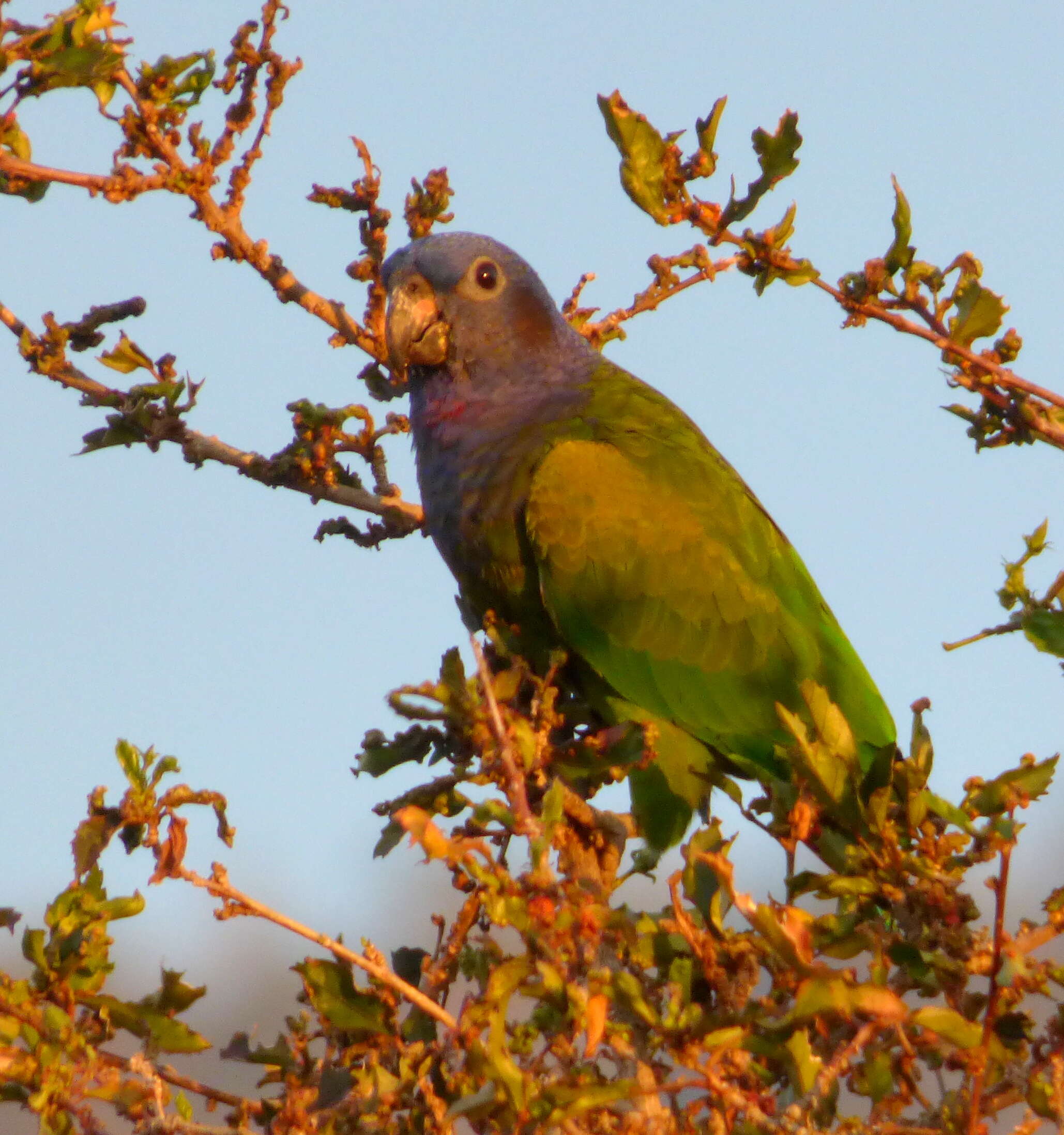 Image of Blue-headed Parrot