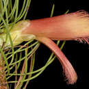 Image of Melaleuca torulosa (Schauer) Craven & R. D. Edwards