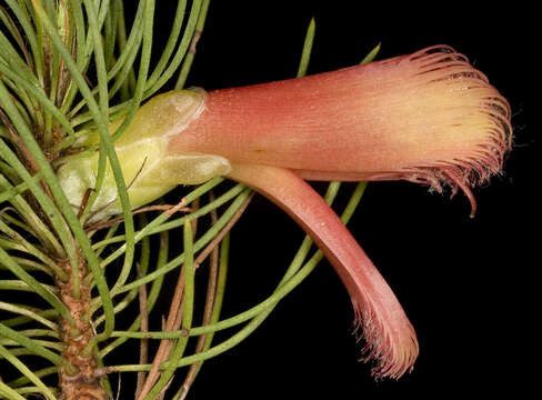 Image of Melaleuca torulosa (Schauer) Craven & R. D. Edwards