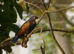 Image of Bronze-winged Parrot