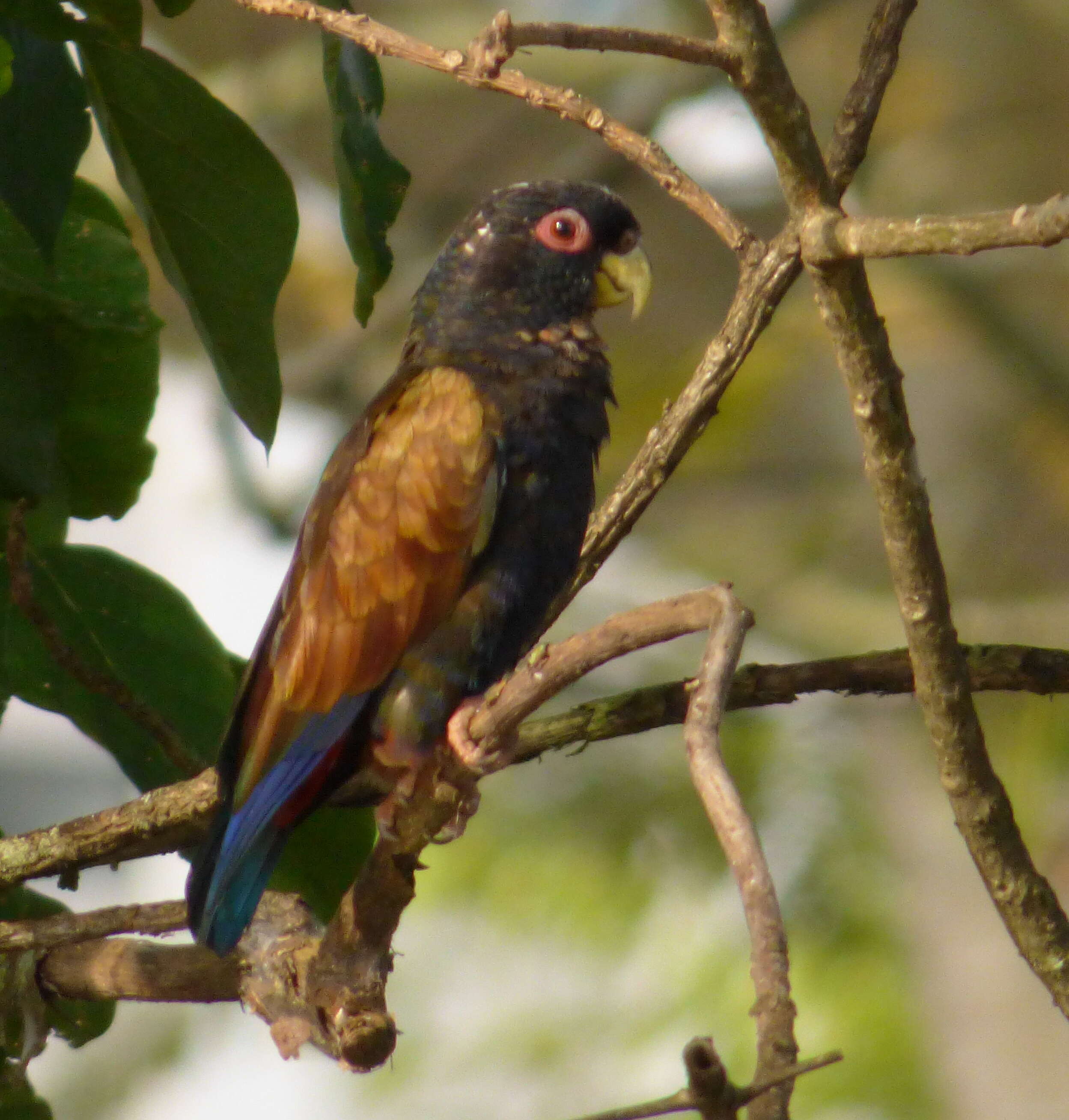 Image of Bronze-winged Parrot