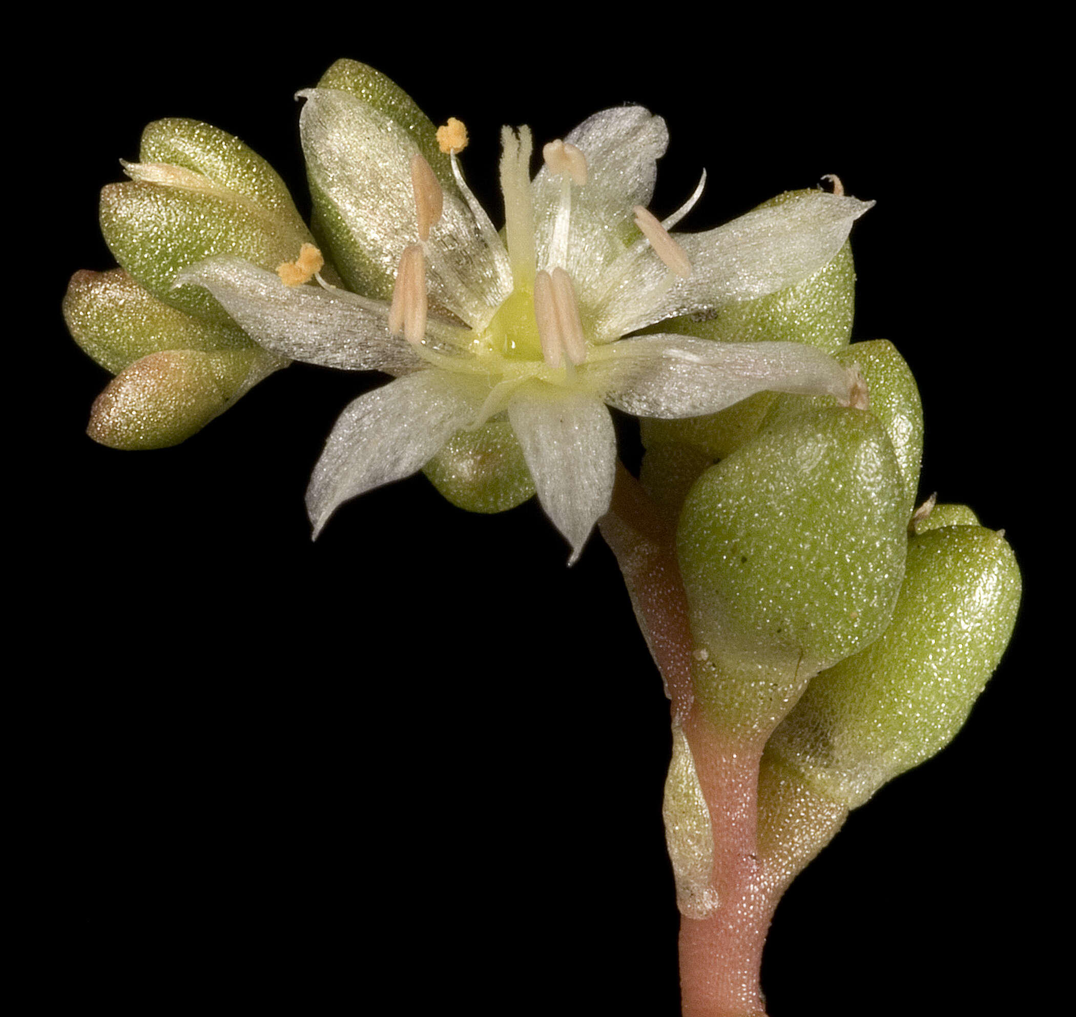 Image of Calandrinia pygmaea F. Müll.
