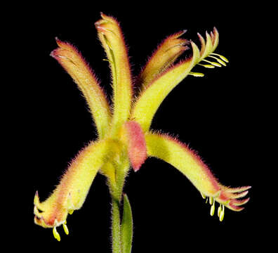 Image of Anigozanthos humilis Lindl.