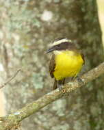 Image of Rusty-margined Flycatcher