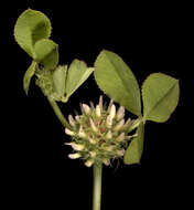 Image de Trifolium glomeratum L.