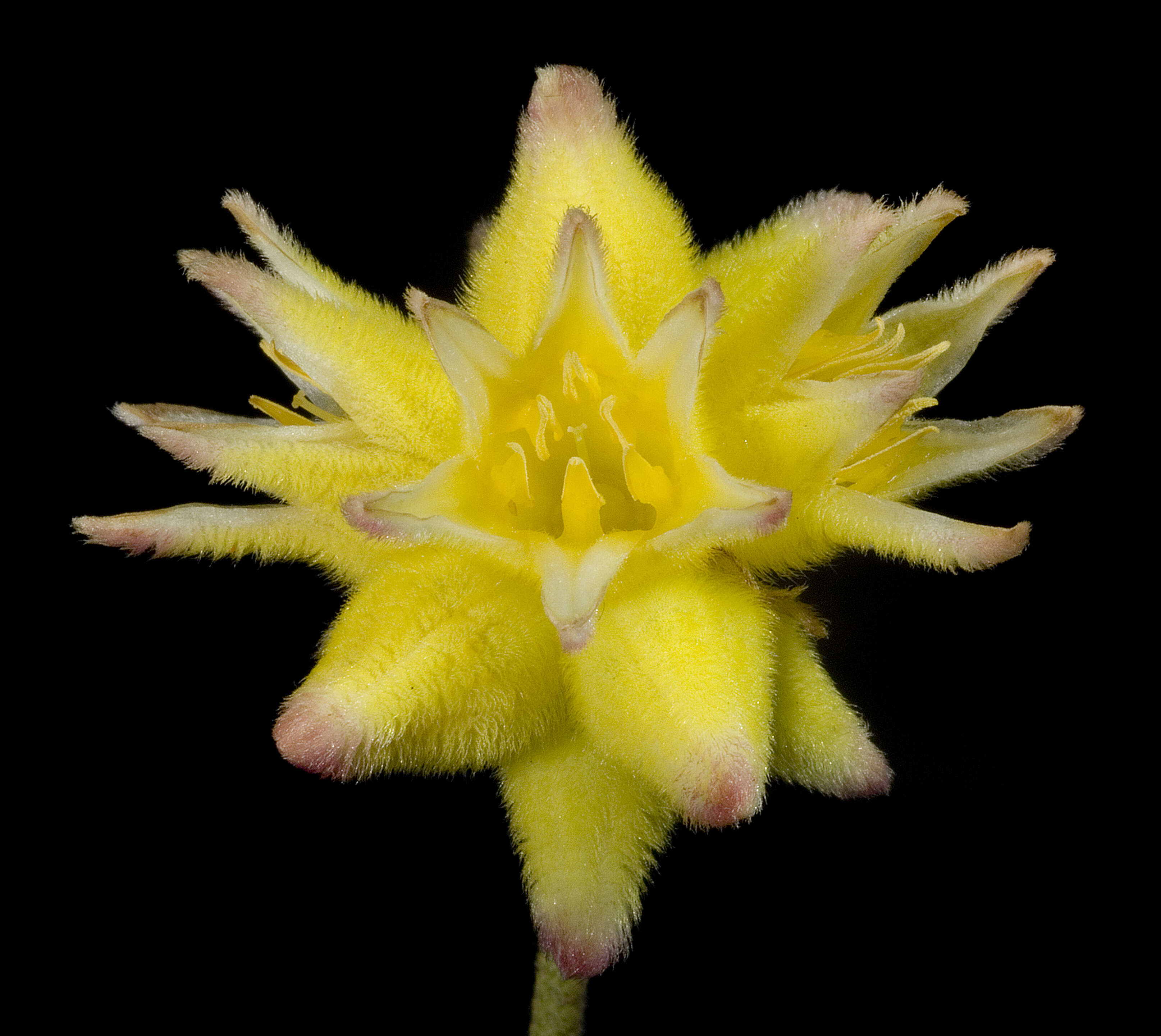 Image of Conostylis aurea Lindl.
