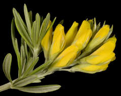 صورة Genista linifolia L.