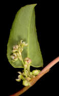 Image of Muehlenbeckia adpressa (Labill.) Meisn.