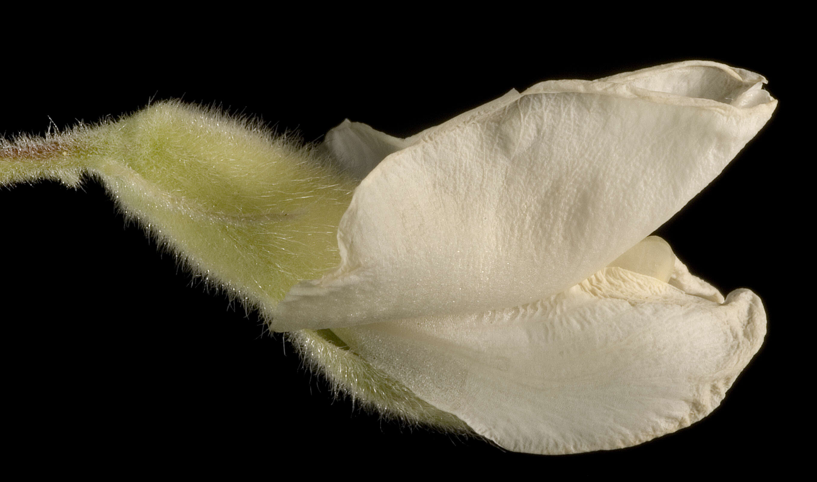 Image de Cytisus proliferus L. fil.