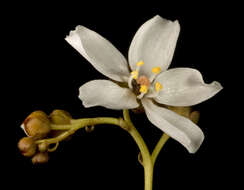 Image of Drosera gigantea Lindl.