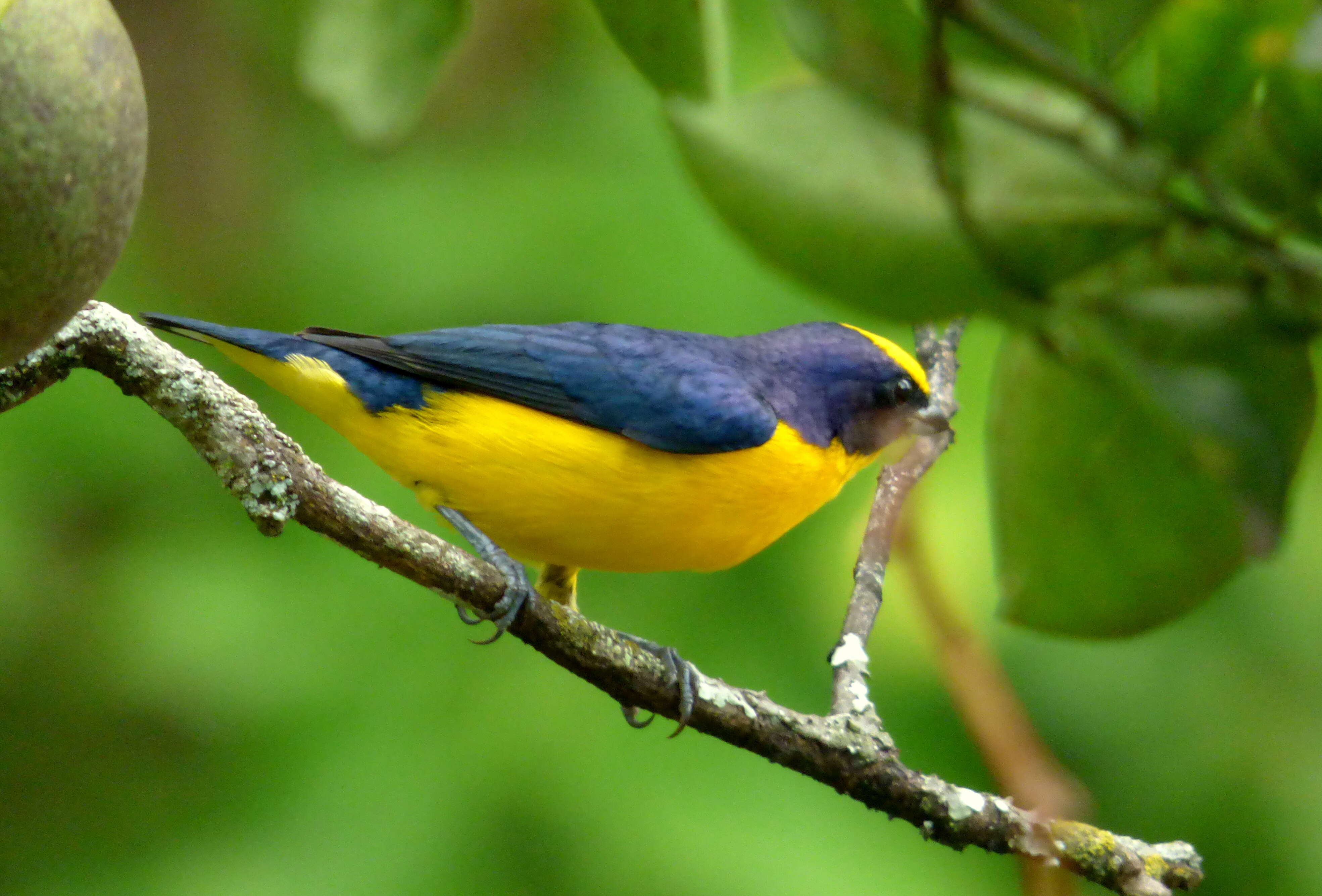 Image of Thick-billed Euphonia