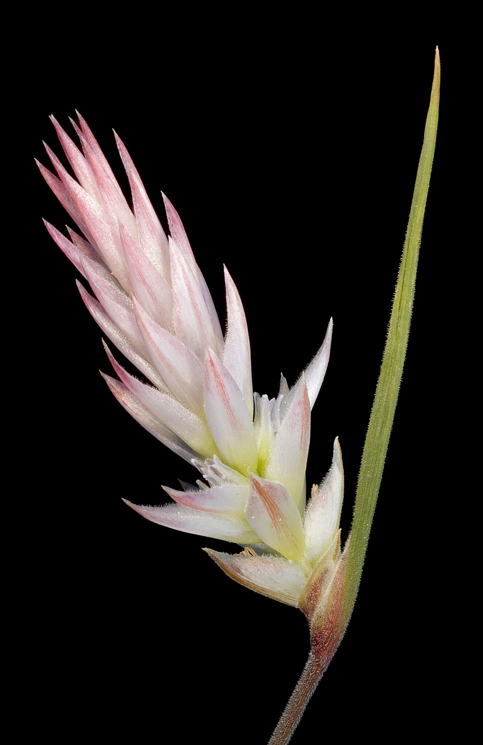 Image of Johnsonia pubescens Lindl.