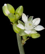 Image of Macarthuria australis Hueg. ex Endl.