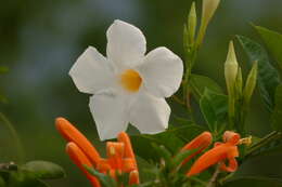 Image de Mandevilla boliviensis (Hook. fil.) R. E. Woodson