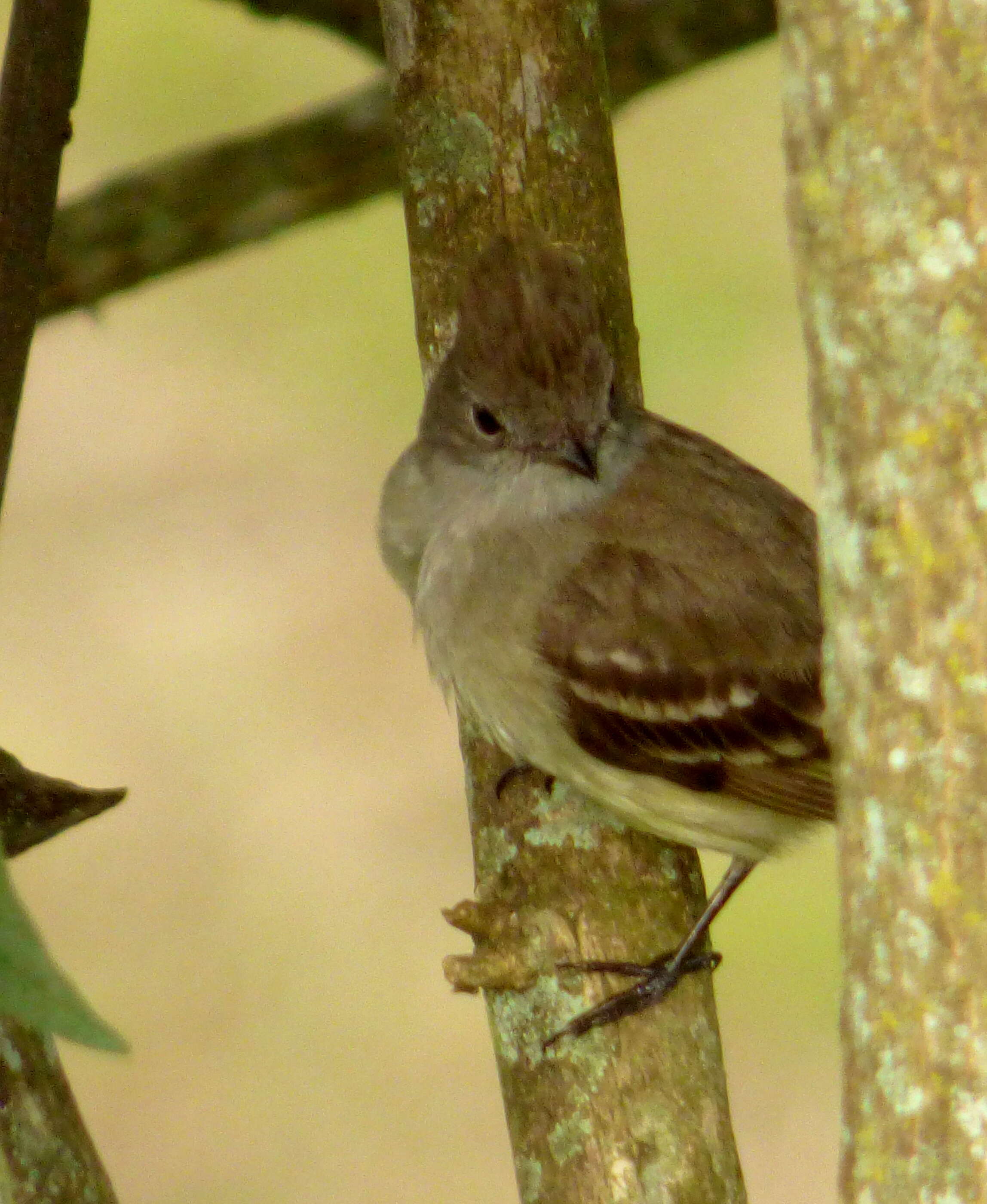 Elaenia flavogaster (Thunberg 1822) resmi