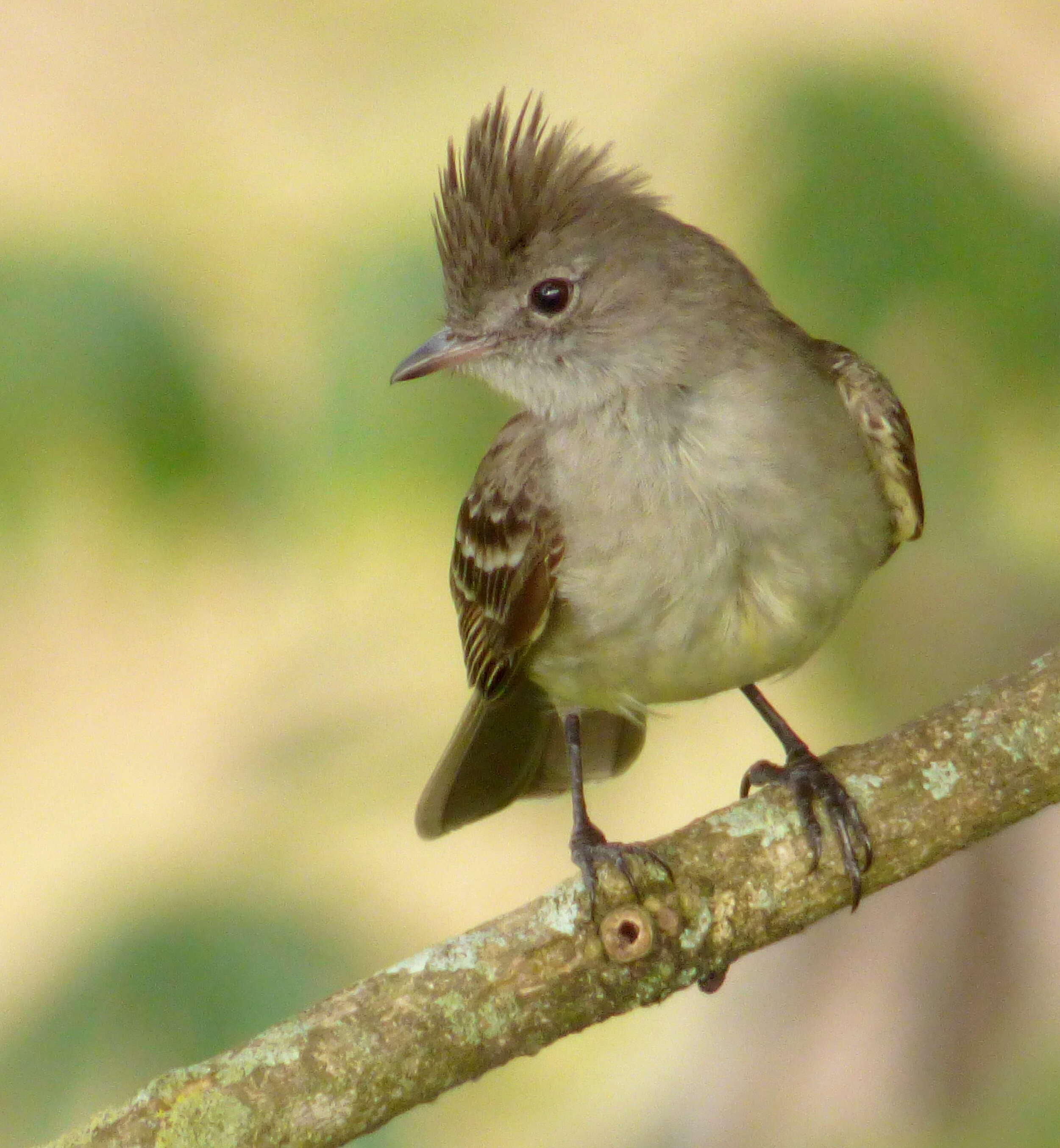 Imagem de Elaenia flavogaster (Thunberg 1822)