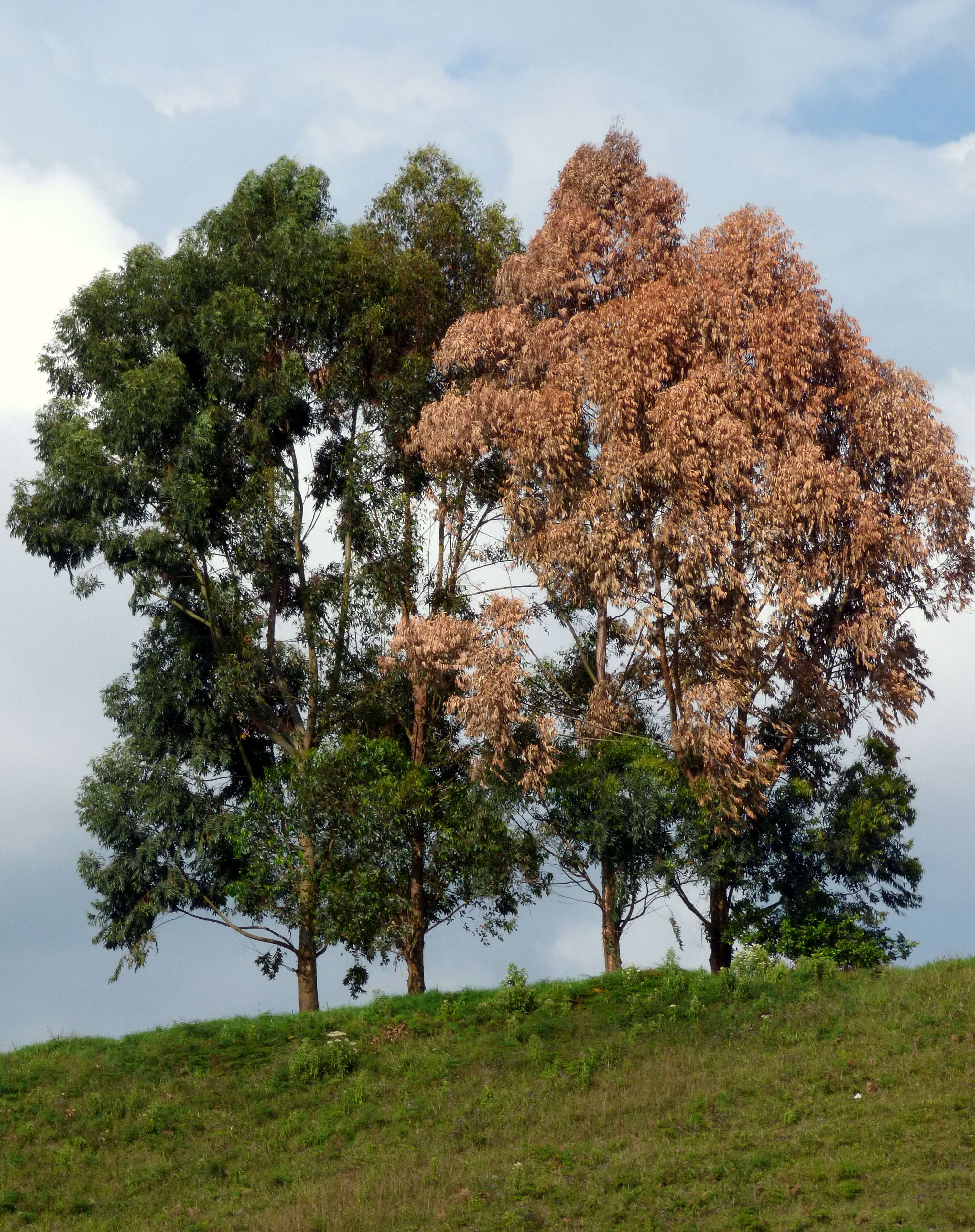 Image of grand eucalyptus