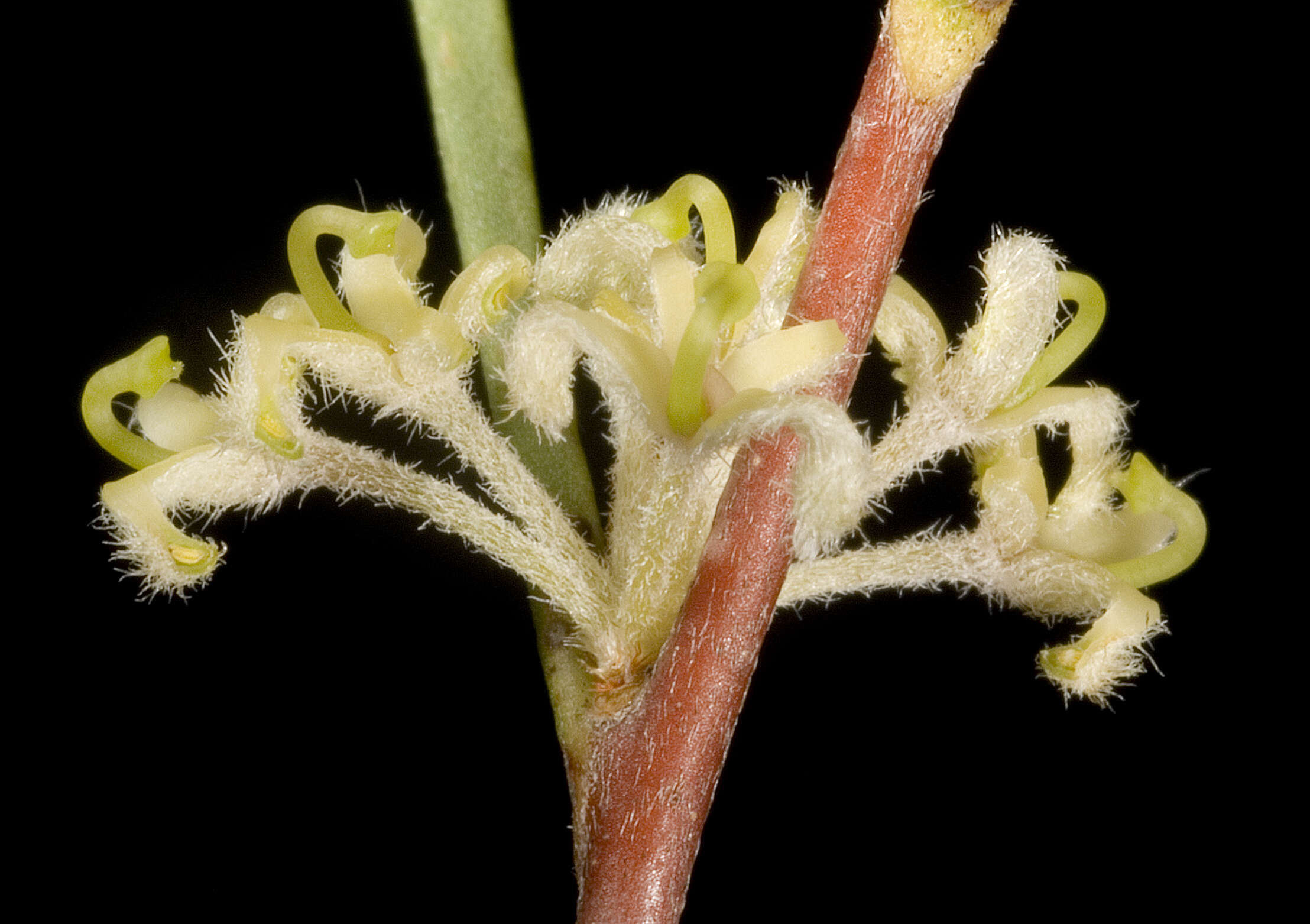 Image of Hakea candolleana Meissn.