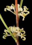 Image of Hakea candolleana Meissn.