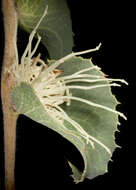 Image of Hakea conchifolia Hook.