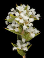 Image of Leucopogon oliganthus E. Pritz.