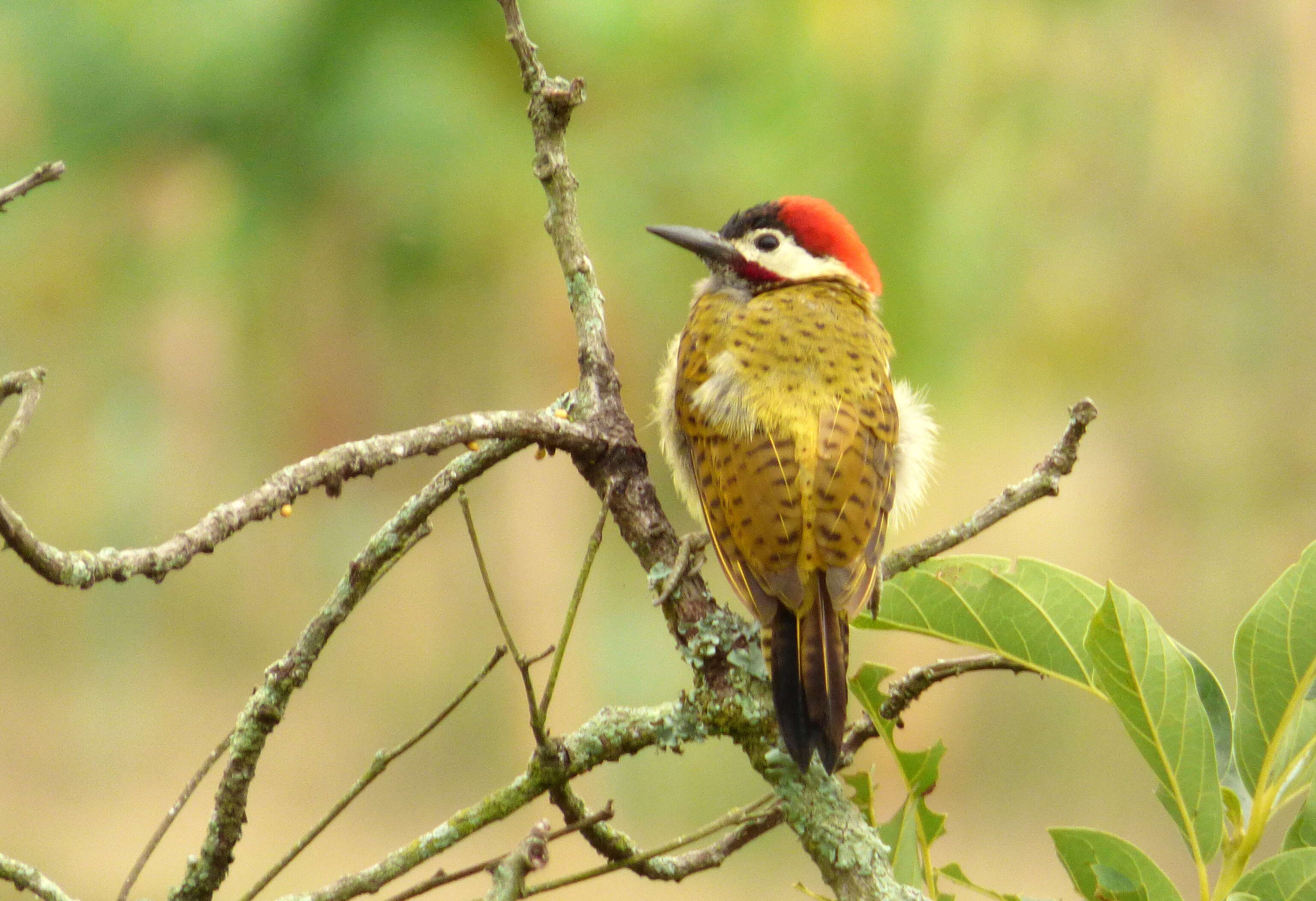 Image of Spot-breasted Woodpecker