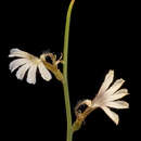 Image de Scaevola restiacea Benth.