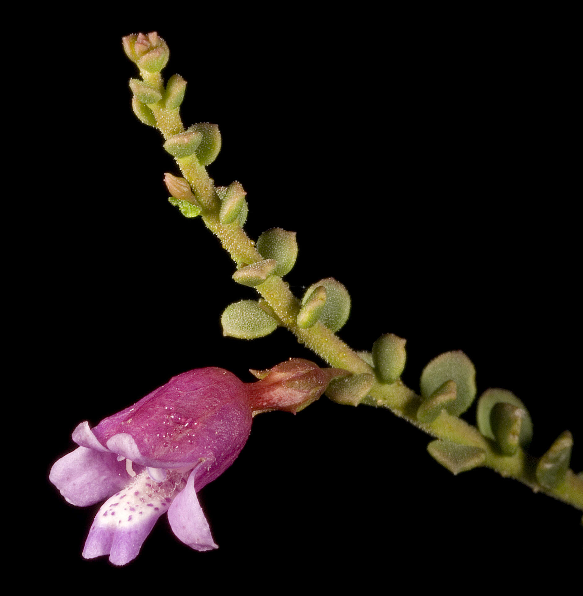 Слика од Eremophila parvifolia J. M. Black