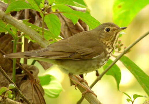 Image of Swainson's Thrush