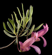 Imagem de Eremophila alternifolia R. Br.