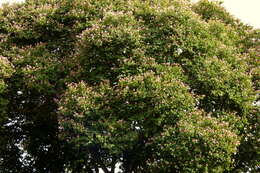 Image of Bauhinia picta (Kunth) DC.