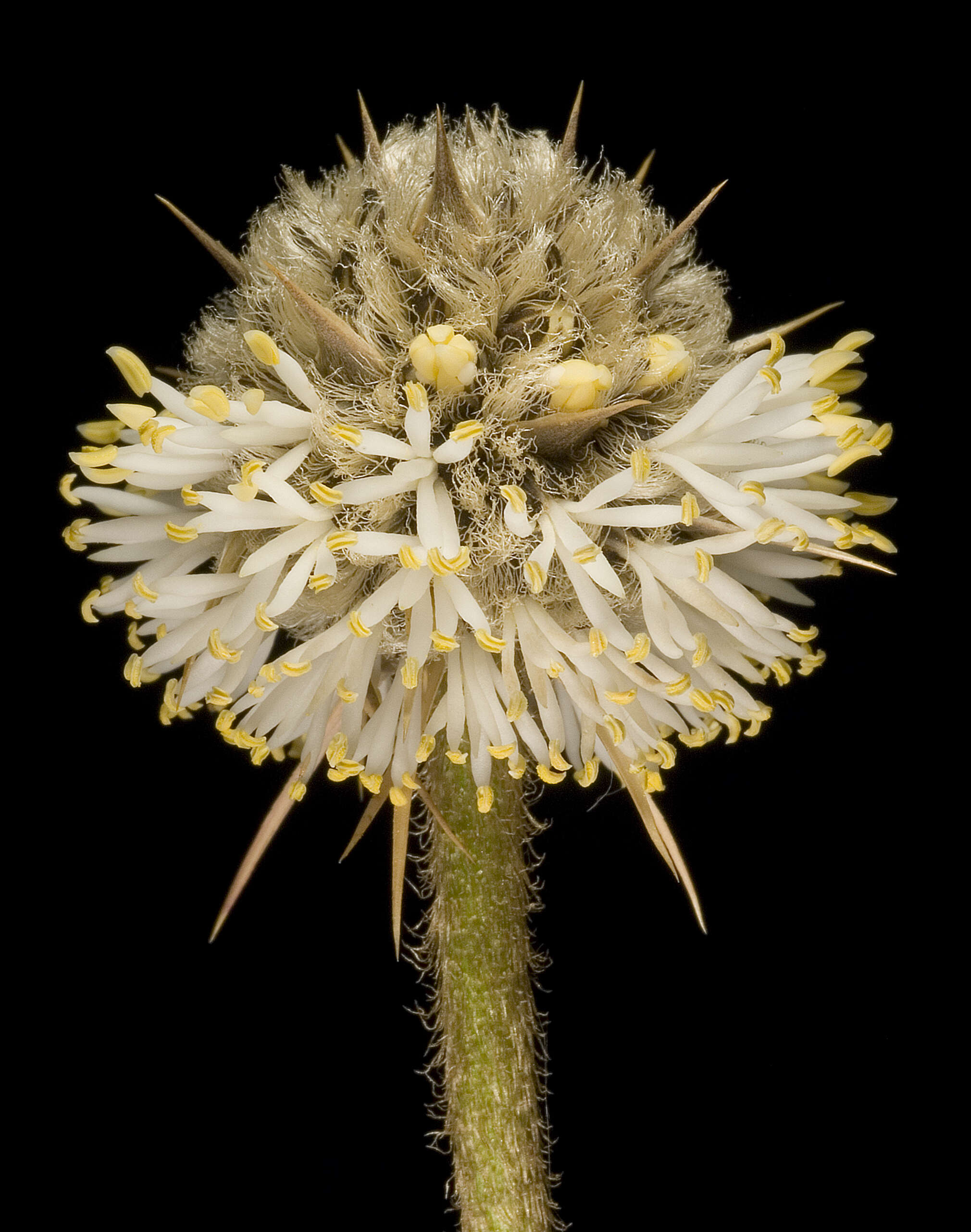 Image of Dasypogonaceae