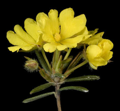 Image of Hibbertia fasciculiflora K. R. Thiele