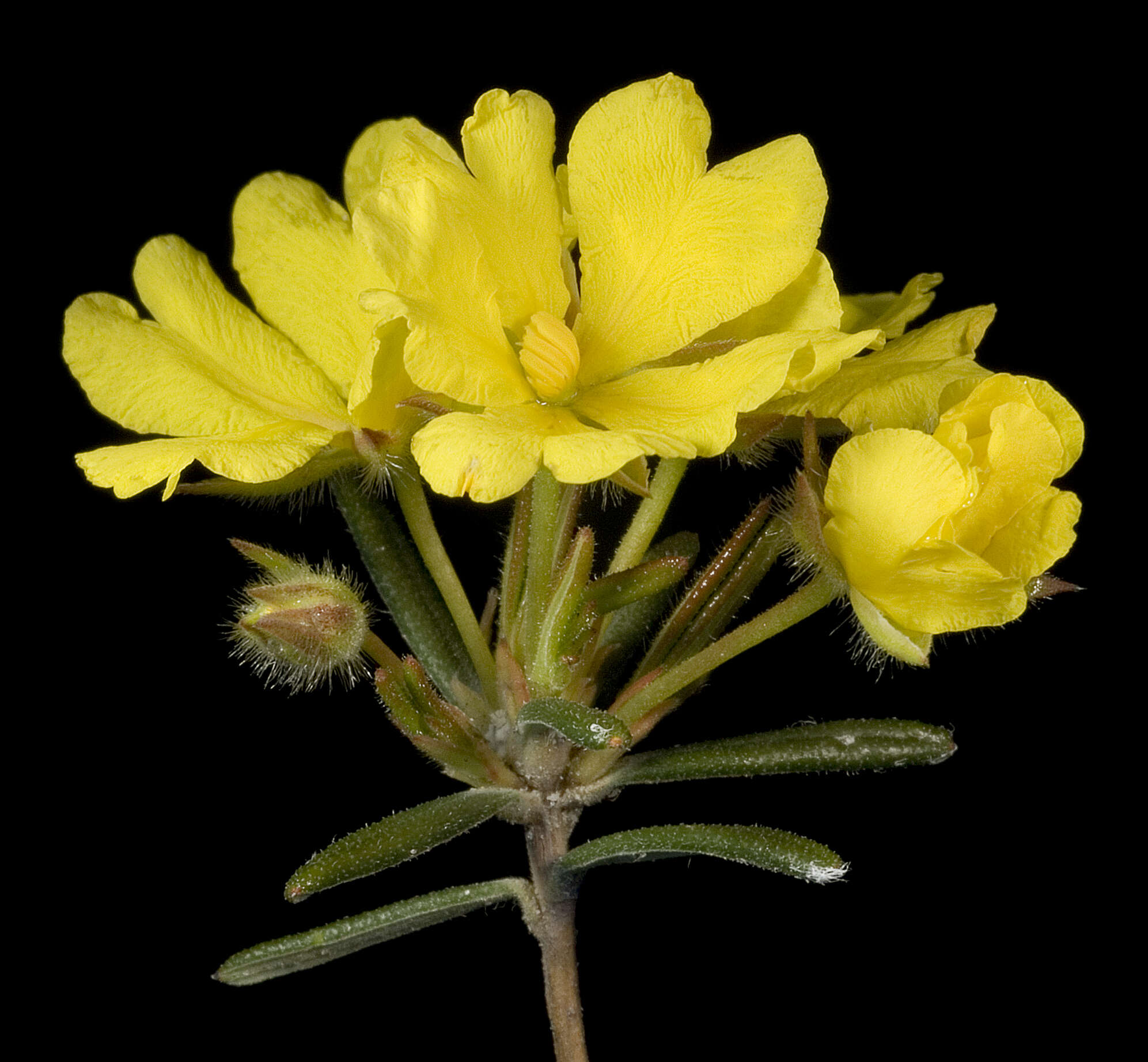 Image of Hibbertia fasciculiflora K. R. Thiele