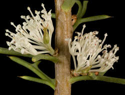 Image of Hakea varia R. Br.