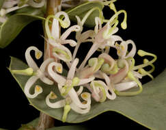 Image of Hakea prostrata R. Br.