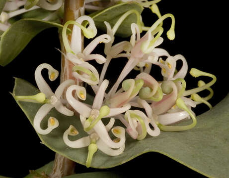 Image de Hakea prostrata R. Br.