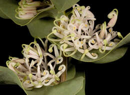 Image of Hakea prostrata R. Br.