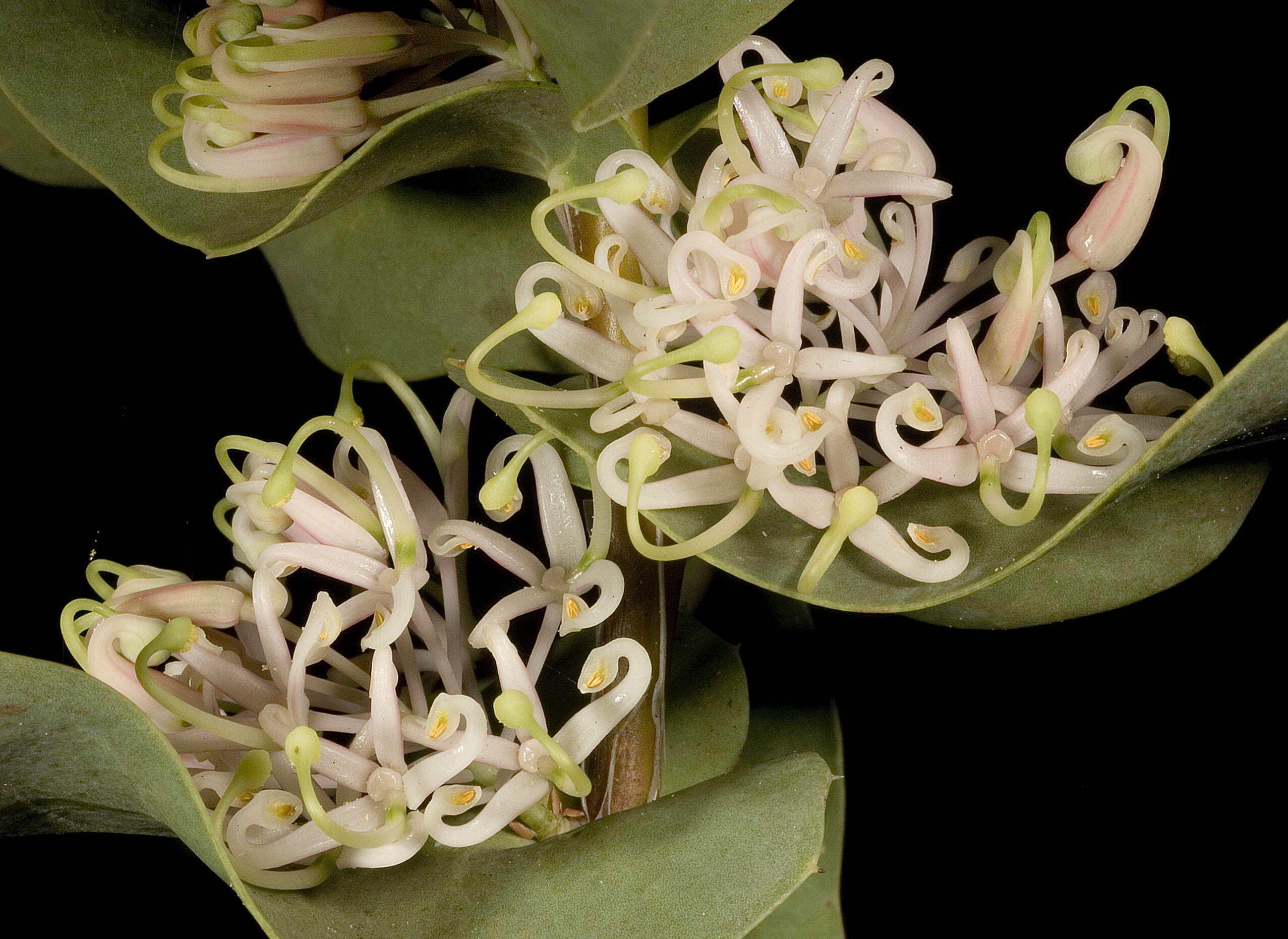 Image de Hakea prostrata R. Br.