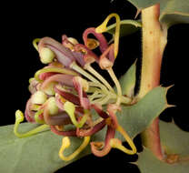 Image of pincushion tree