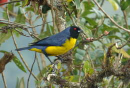 Image of Hooded Mountain Tanager