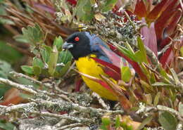 Image of Hooded Mountain Tanager