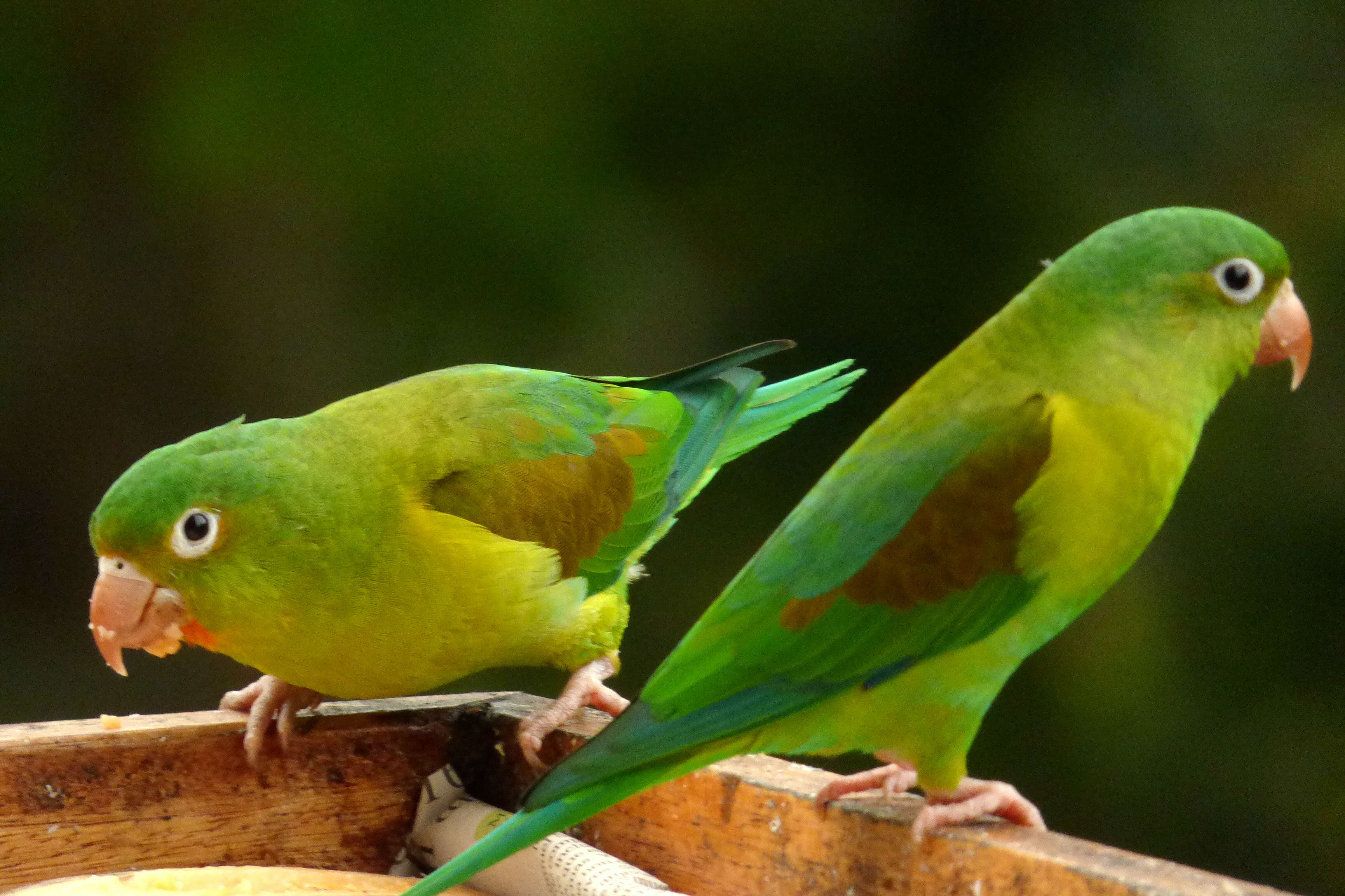 Image of Orange-chinned Parakeet