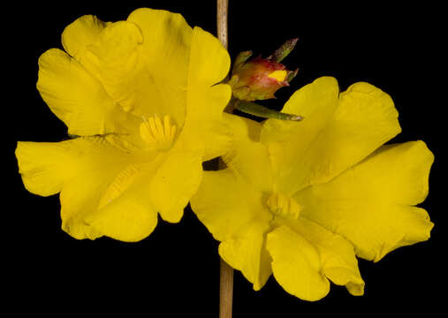 Hibbertia aurea Steud. resmi