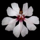 صورة Velleia rosea S. Moore